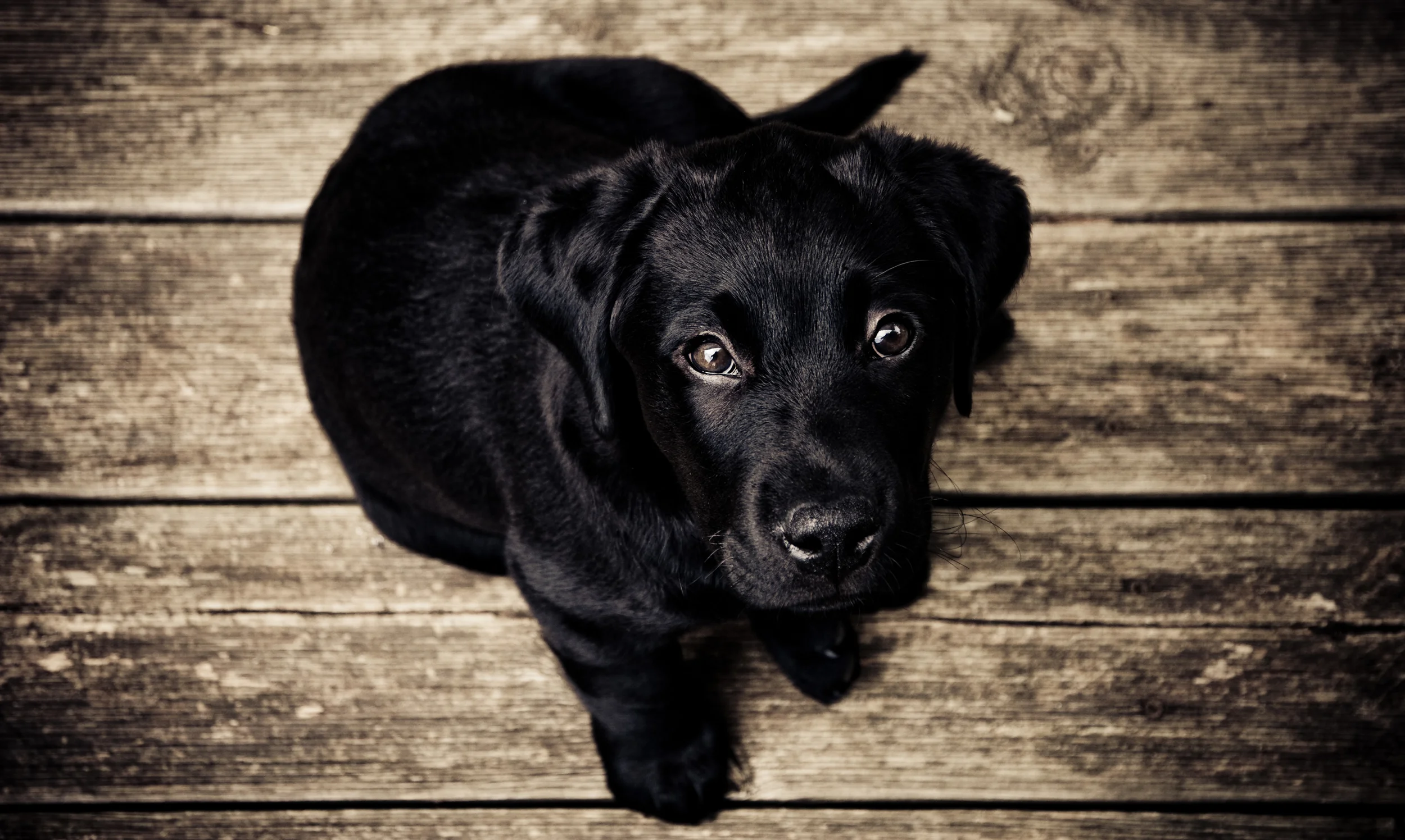 Forster-Accommodation-Holiday-House-that's-Pet-Friendly-NSW.jpg