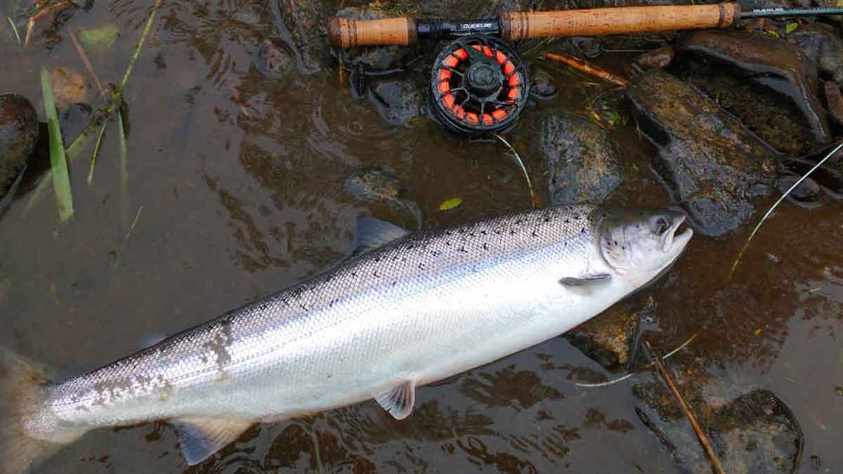 An 8lb Springer