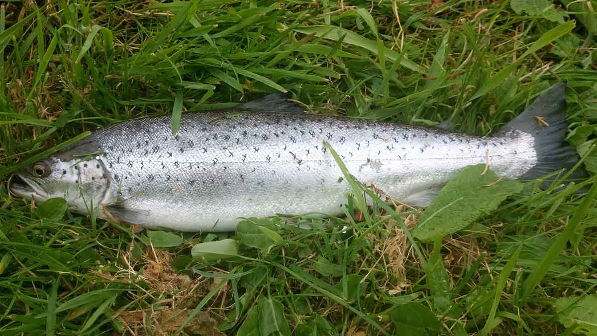 A beautiful Sea Trout
