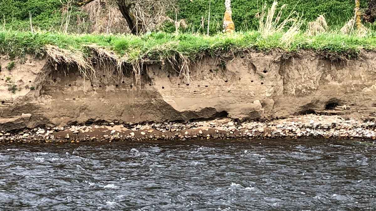 The river bank