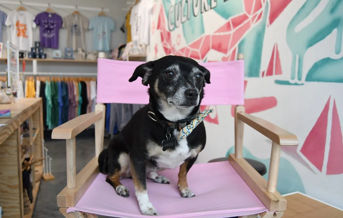 Photo by Ettie Berneking Wedge is a moody 8-year-old rat terrier chihuahua blend that adds to Culture Flock's eccentricity. Purchase Photo