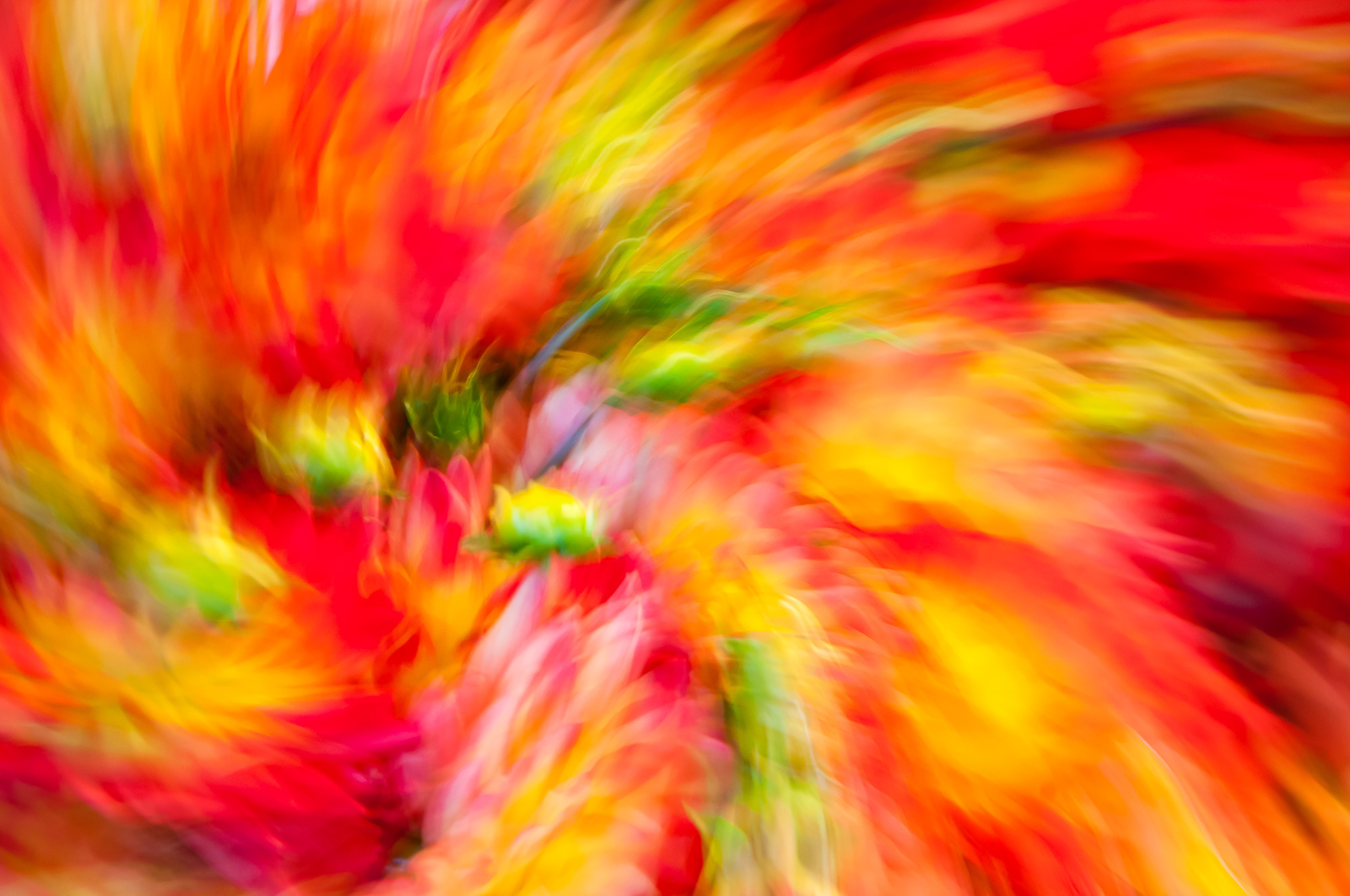 RadialFlowers01.jpg