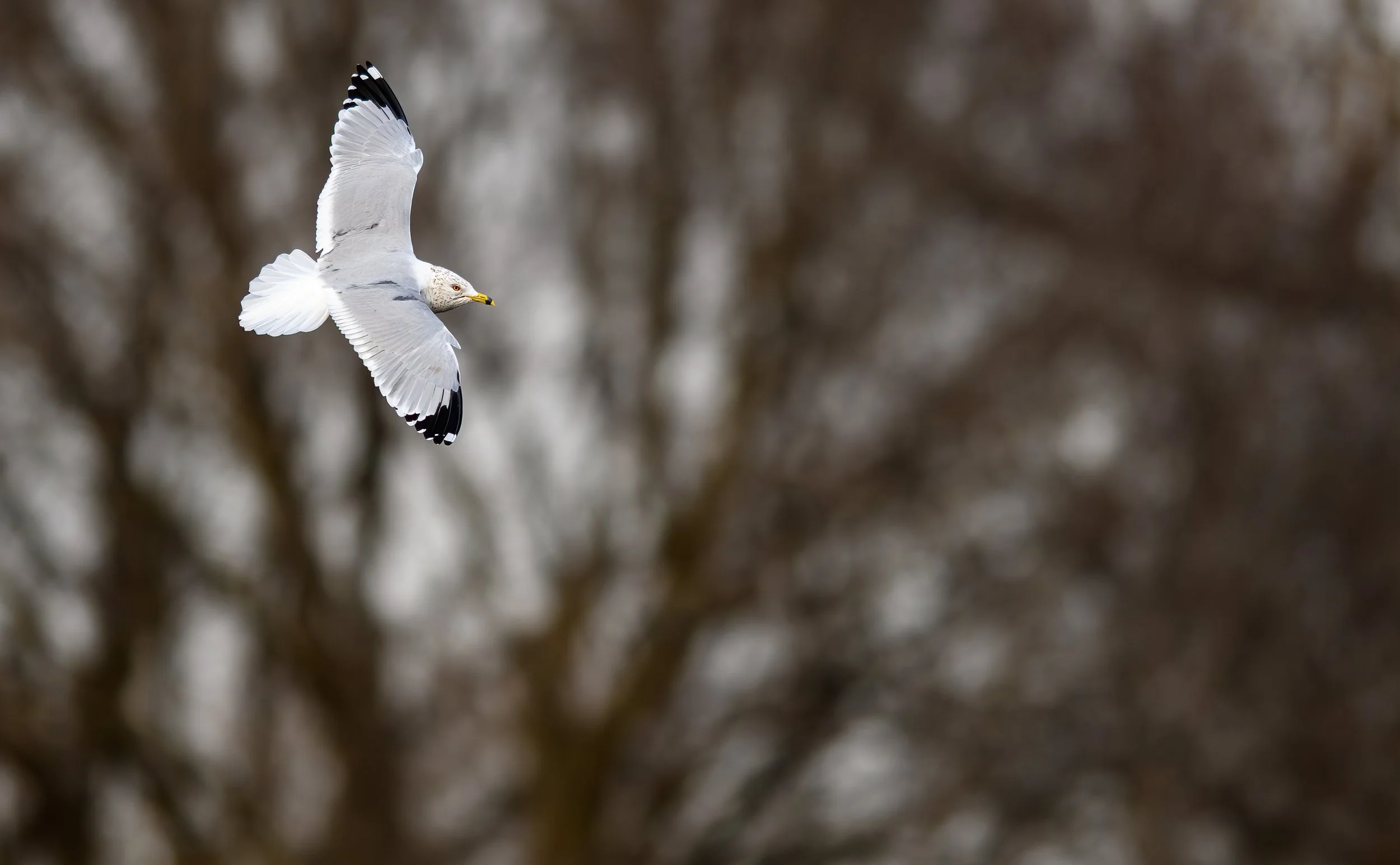 Seagull01-2.jpg