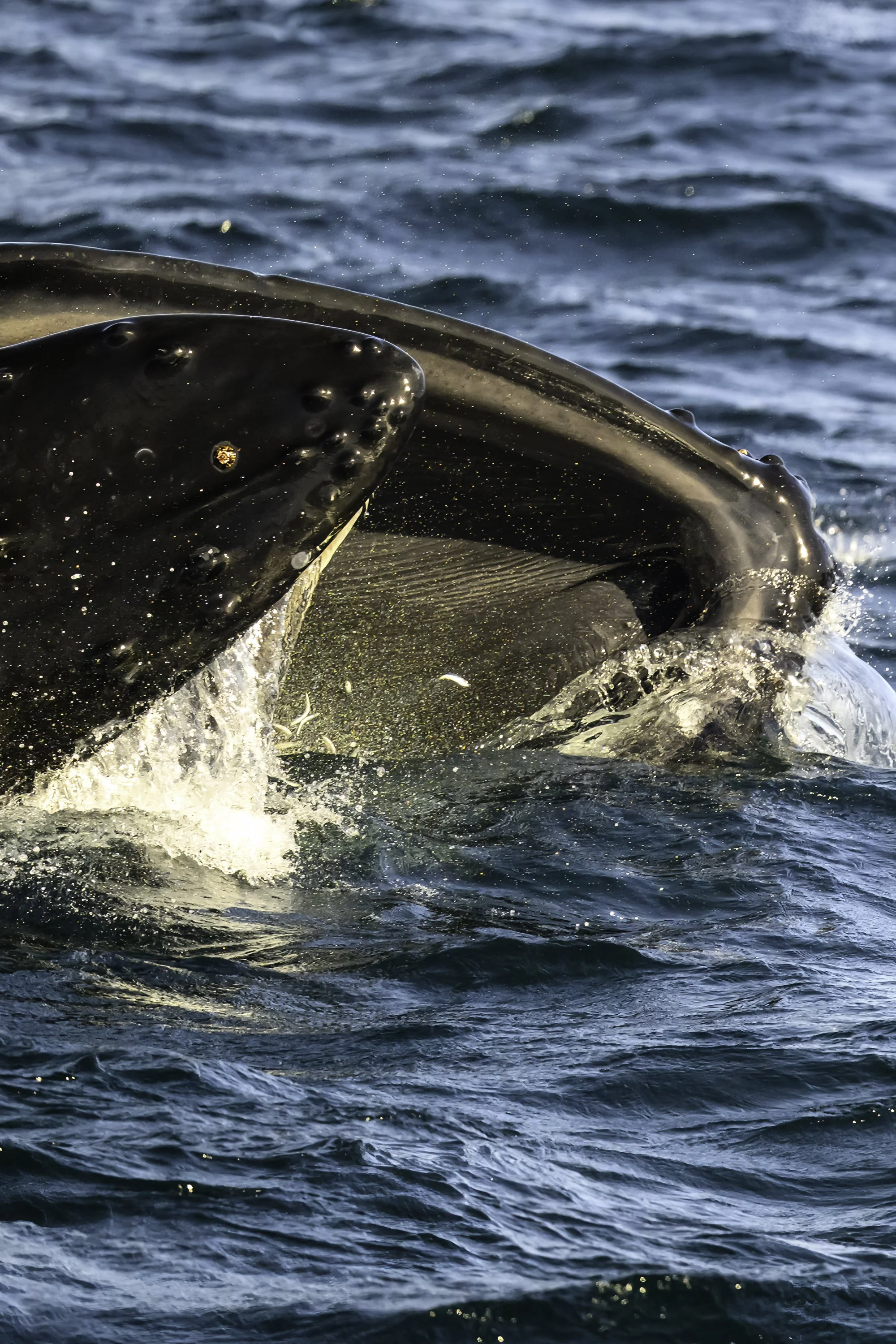 Whale lunge feeding small fish 20250921.jpg