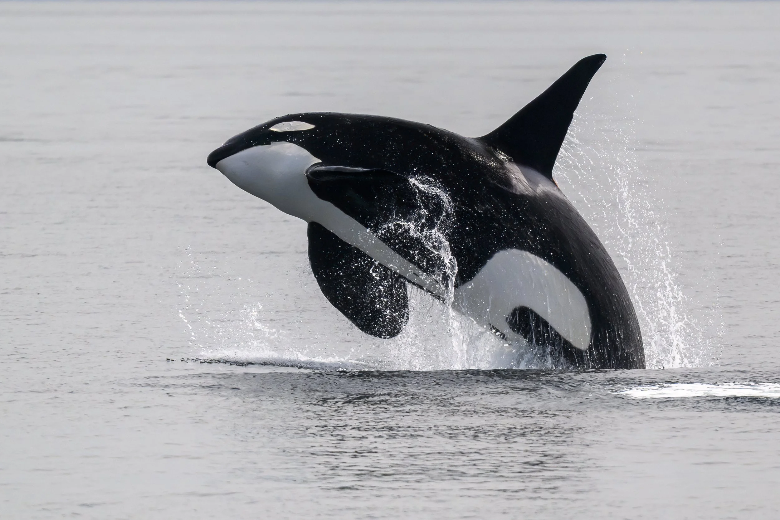 Breaching Orca 20260509.jpg