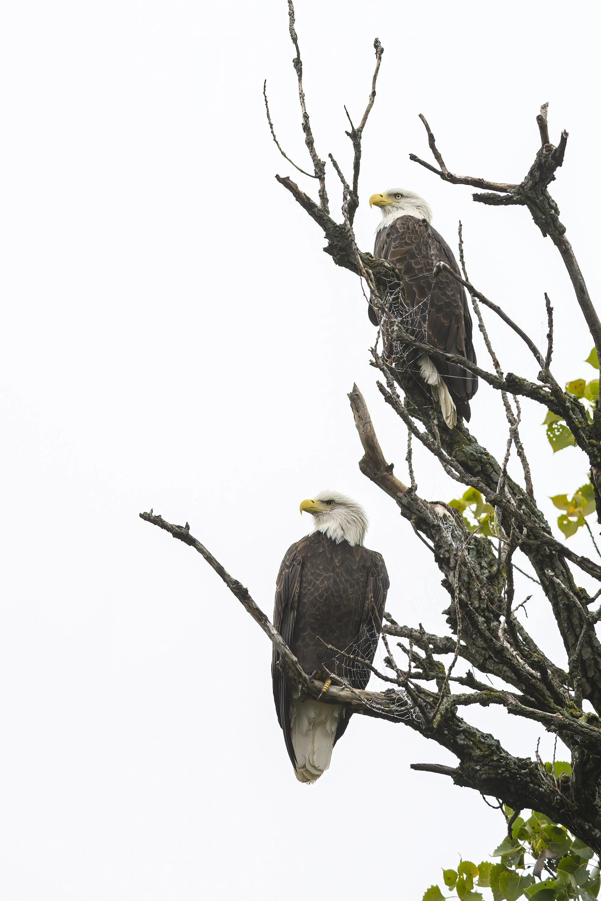 EaglesFishing 20251026.jpg