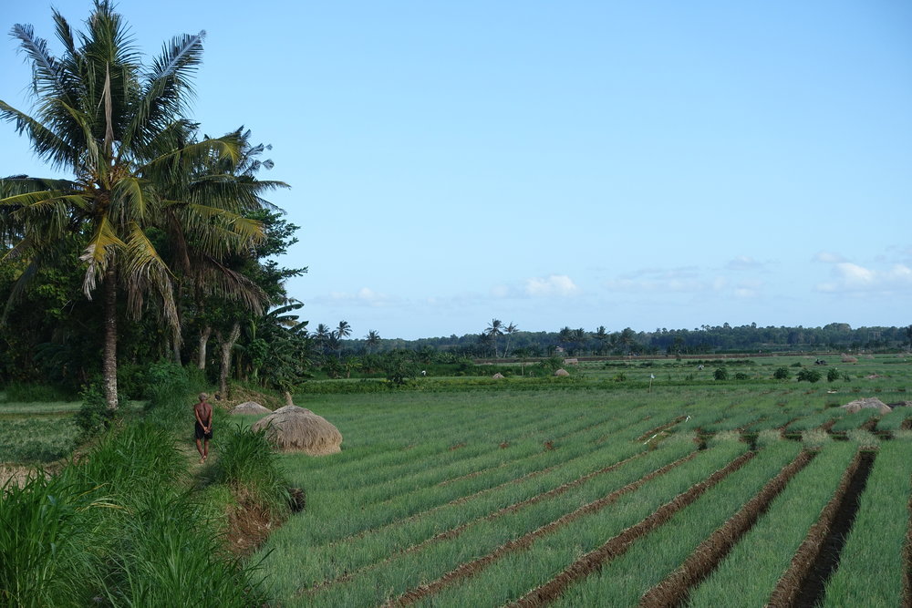 magelang-rice-field.JPG