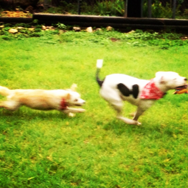 pajamas-and-lola-running.JPG