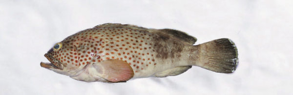 grouper-spotted-300x98@2x.png