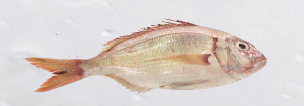 seabream-300x105@2x.png