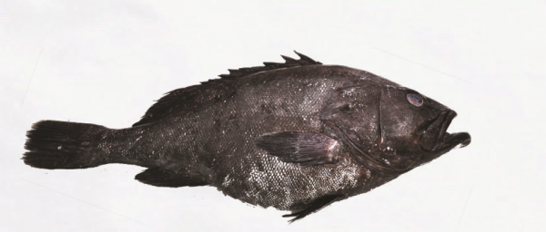 black-grouper-300x128@2x.png