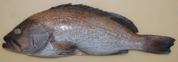 spotted grouper.jpg