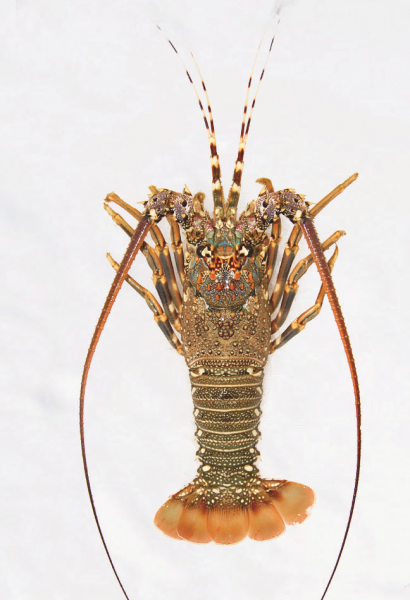lobster1-205x300@2x.png