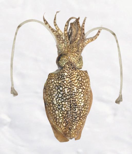 cuttle-fish-spotted-257x300@2x.png
