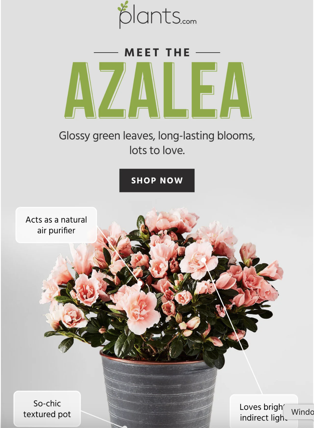 Marketing Email (Plants.com)