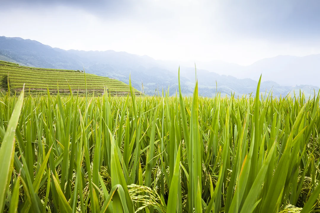 Longji Rice Terrace (Dragon's Backbone Rice Terrace), Tiantouzhai Village, Longsheng.