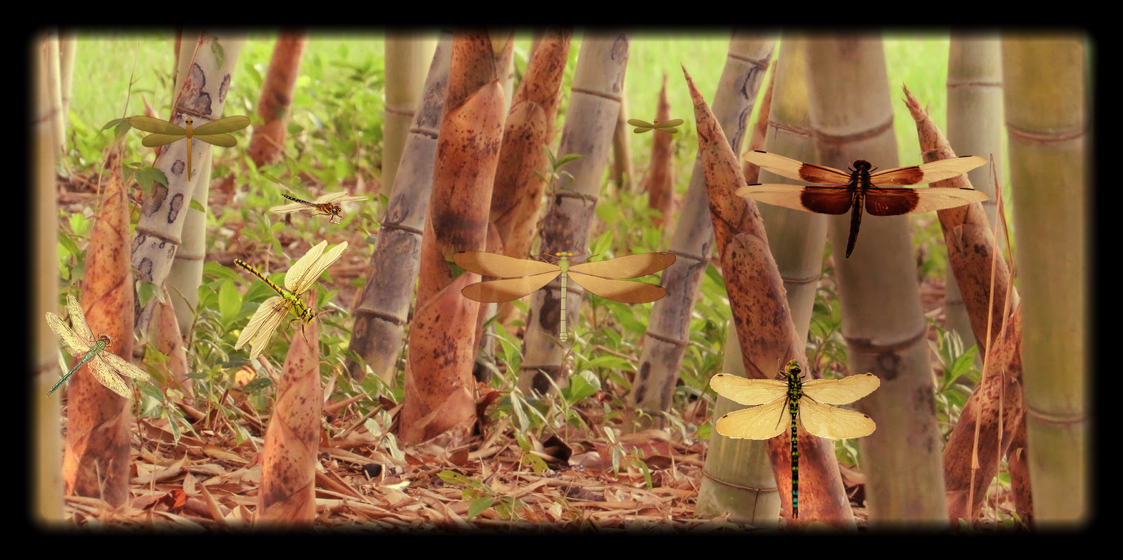 contact banner 5.PNG