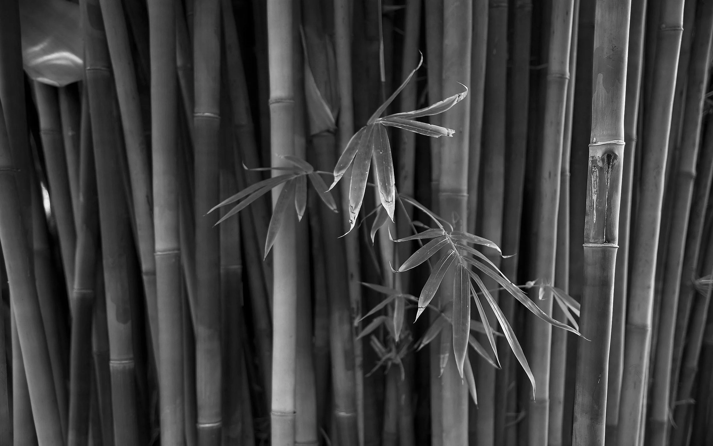 gray_bamboo_trunks_plant_nature_hd-wallpaper-42766.jpg