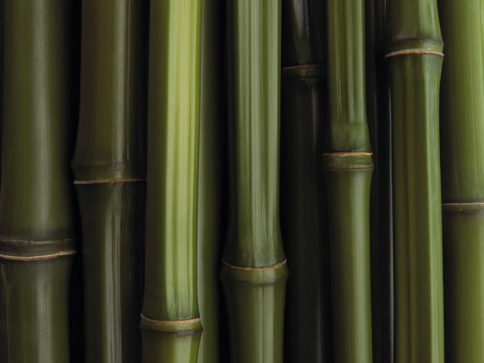 bamboo_texture1591.jpg