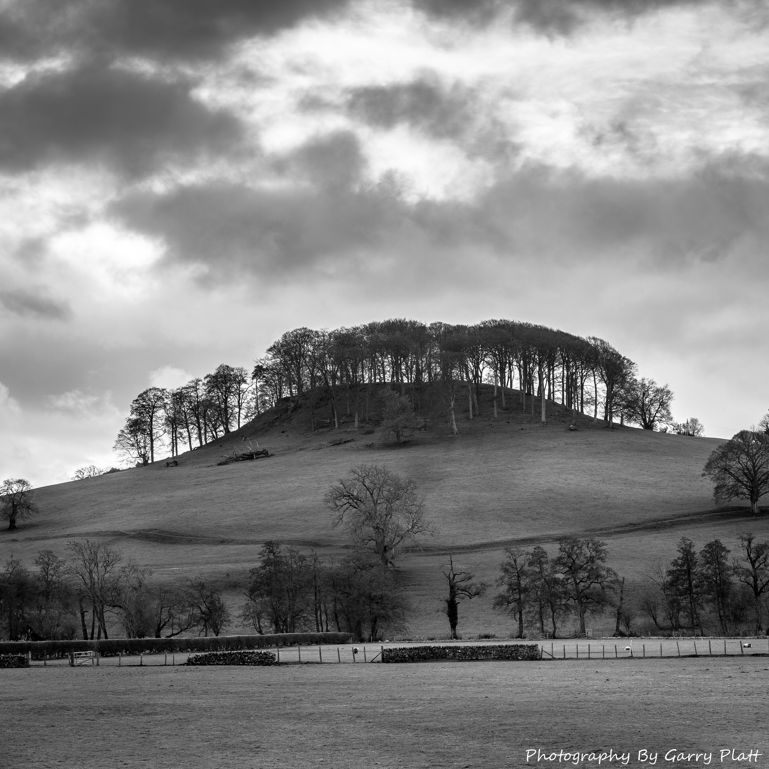 Peaktor Lane Copse - High Peak District, Derbyshire  (Copy)