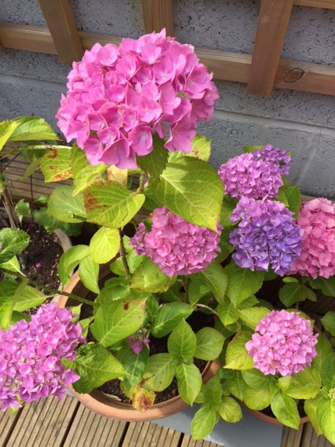 hydrangea.JPG