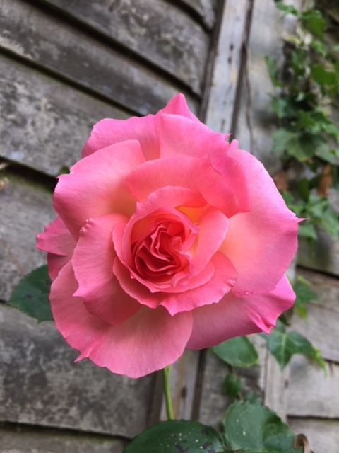 pink-rose.JPG