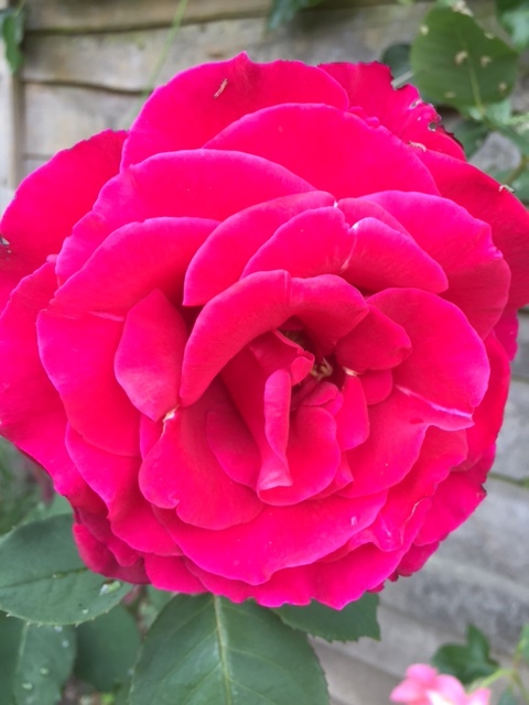 red-rose.JPG