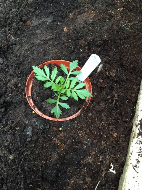 Pop your plant pot into a hole and fill soil around it so there are no gaps.