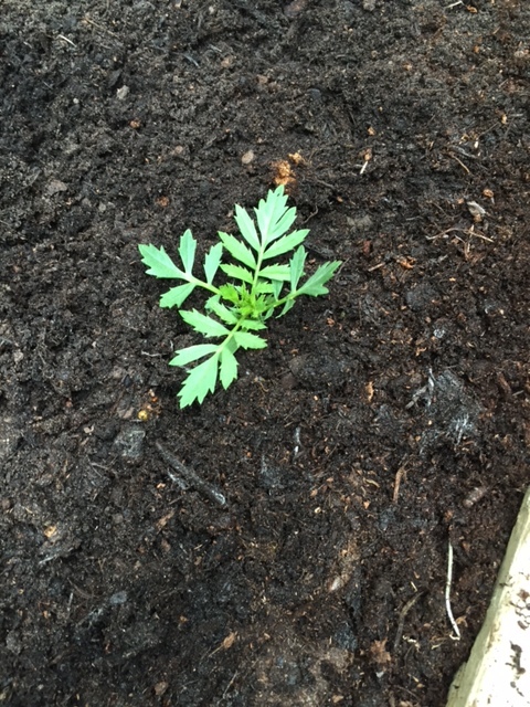 Your plant should slot nicely into the soil. Firm down gently.