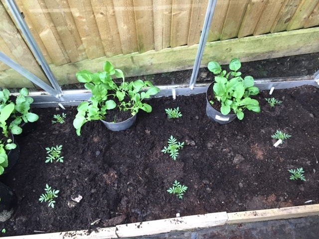 Make sure to water in your plants once potted on (try doing this early morning or after sunset otherwise the sunshine and heat will cause the water to evaporate before the plant can absorb it).