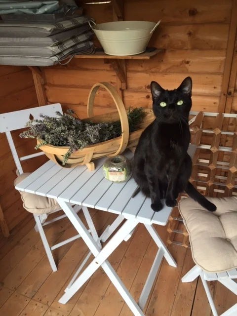 Assistant Mog.
