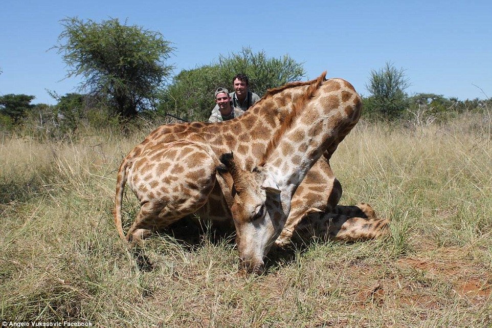 358332E200000578-3652343-Vukasovic_pictured_here_with_a_dead_giraffe_said_its_meat_was_th-a-3_1466595082590.jpg