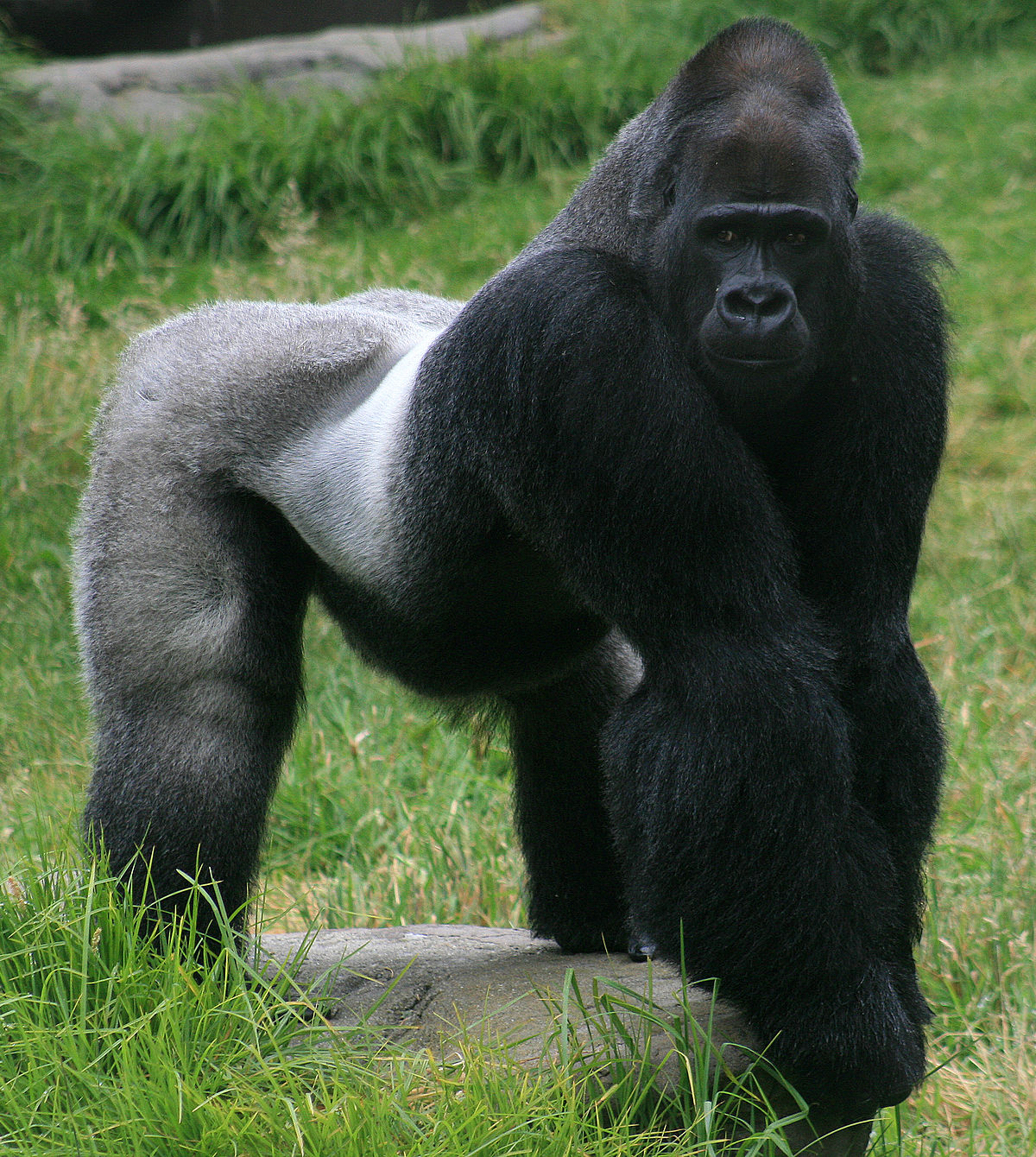 1200px-Male_gorilla_in_SF_zoo.jpg