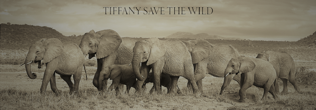 Tiffany Save the Wild Campaign.png