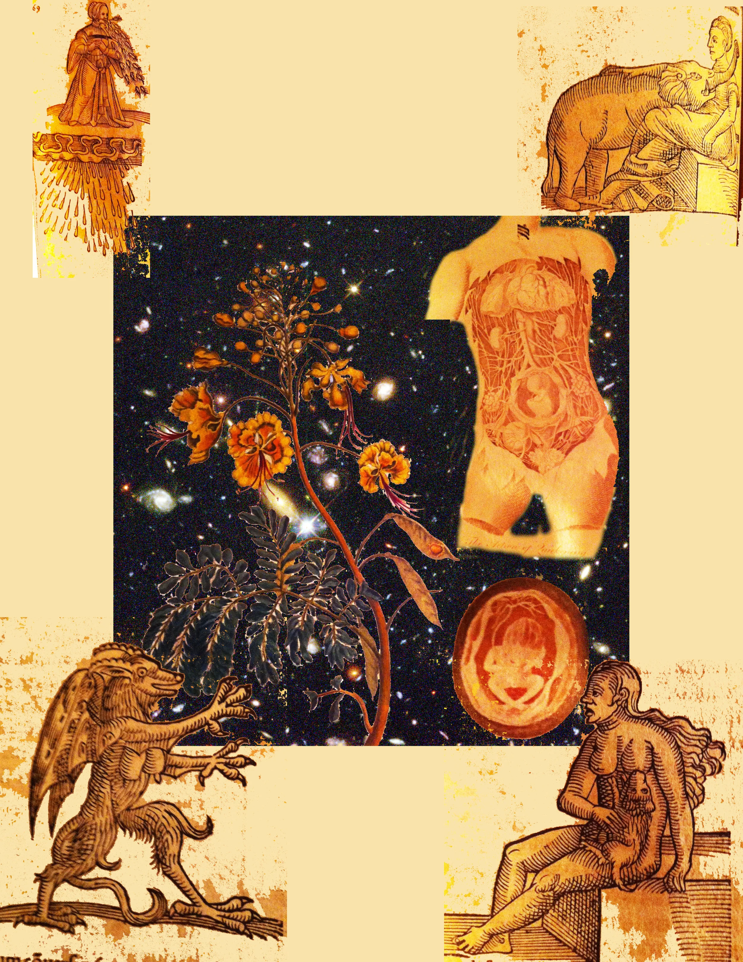 'Pavoniscosmos1' by C Bangs, Brooklyn, New York