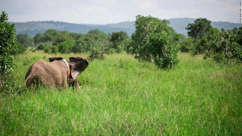 After being collared and revived an elephant makes its way back to its herd in Selous Game Reserve, Tanzania