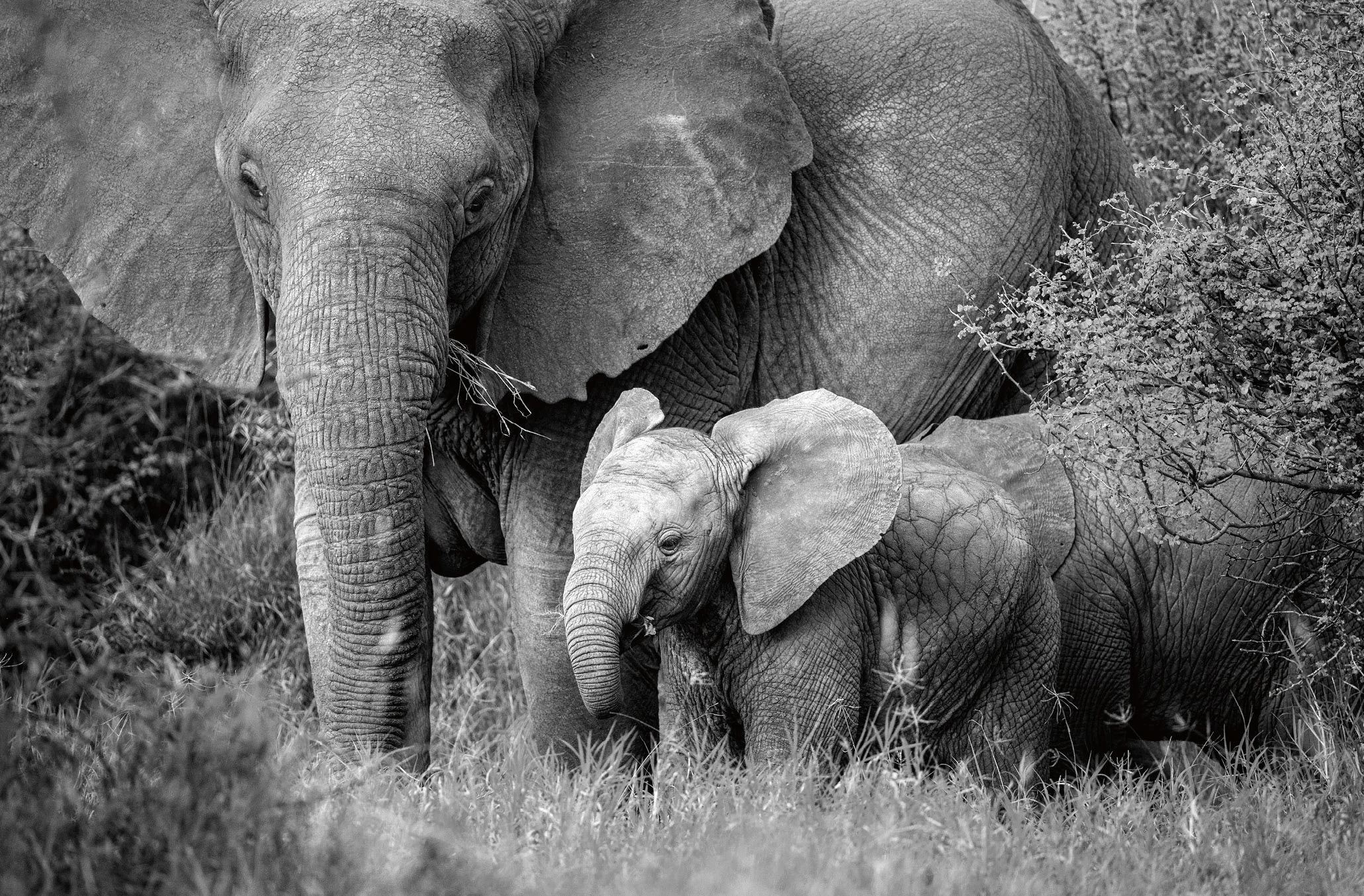 African elephants photographed by Susan McConnell.