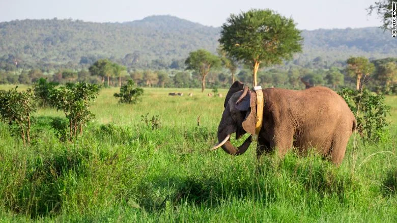 AFTER BEING COLLARED AND REVIVED AN ELEPHANT MAKES ITS WAY BACK TO ITS HERD IN SELOUS GAME RESERVE, TANZANIA