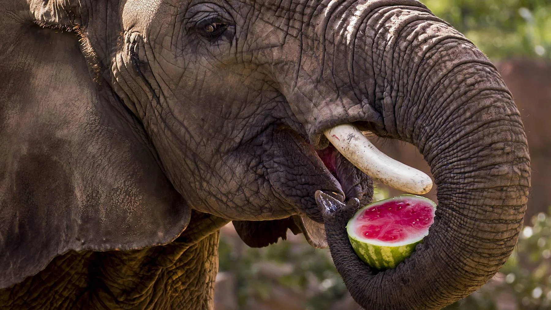 Dallas Zoo elephant Congo eats a half of a watermelon on Friday, July 10, 2015. The Dallas Zoo's Animal Nutrition Center prepares animal diets daily for more than 2,000 animals at the zoo and the Children's Aquarium.
