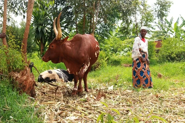 Source: Corn stover – the stalks, leaves and cobs left behind after a harvest – is a popular cattle feed in Kenya. But it is hard to digest, resulting in low milk yields for already struggling dairy farmers. Sophie Mbugua via NewsDeeply.com
