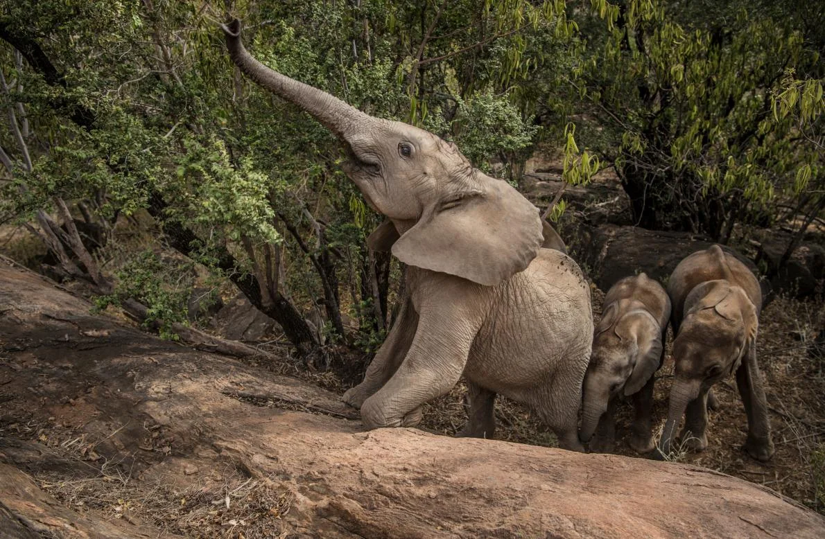 Shaba, now nearly two years old, is the proxy matriarch of the younger Reteti orphans, teaching them how to forage in the wild. Under the eye of caretakers, she leads her small herd into the bush outside the sanctuary, stripping leaves, tasting bark, pushing down small trees, taking mud baths. Image by Ami Vitale for National Geographic.