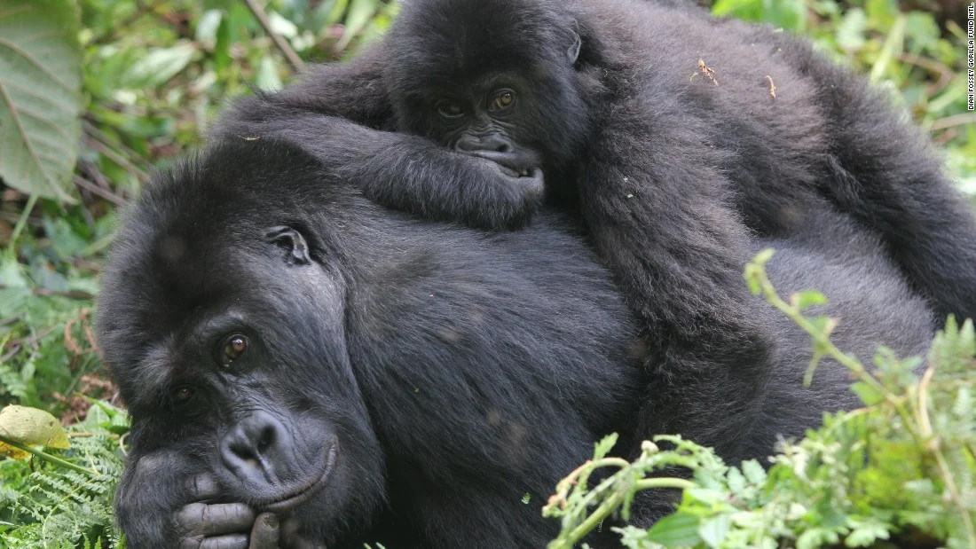 Eastern lowland gorillas relax in Kahuzi-Biega National Park in Democratic Republic of the Congo.