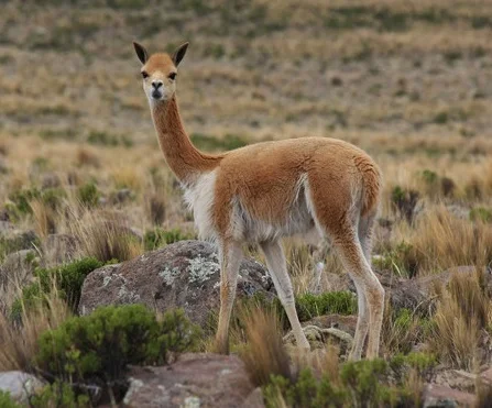 Vicuña image via wiki