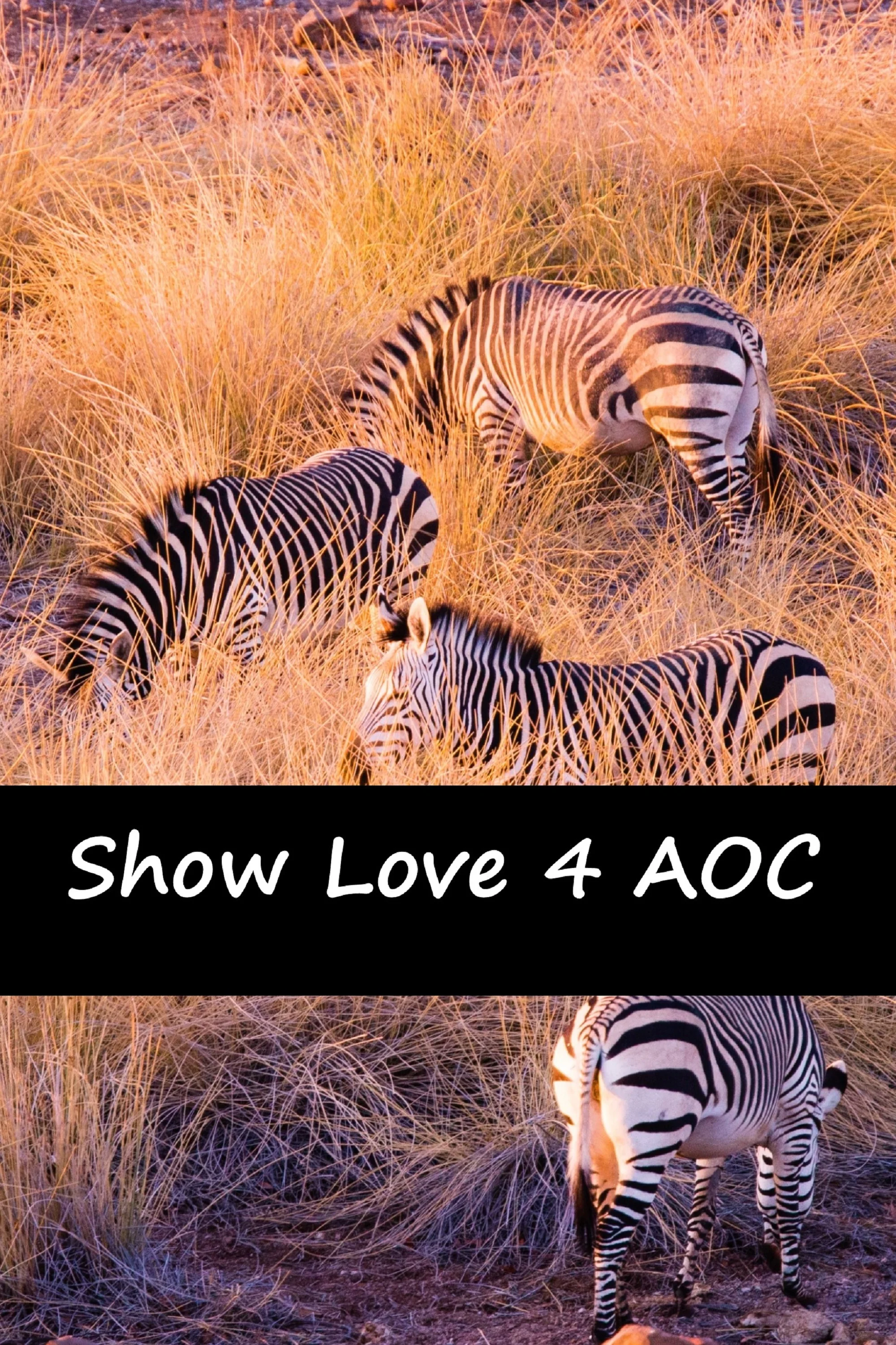 zebras side banner 1-20-19.jpg