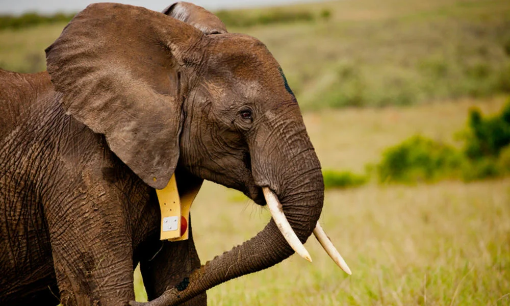 Technology Is Useful, But Drones Alone Won’t Save Africa’s Elephants