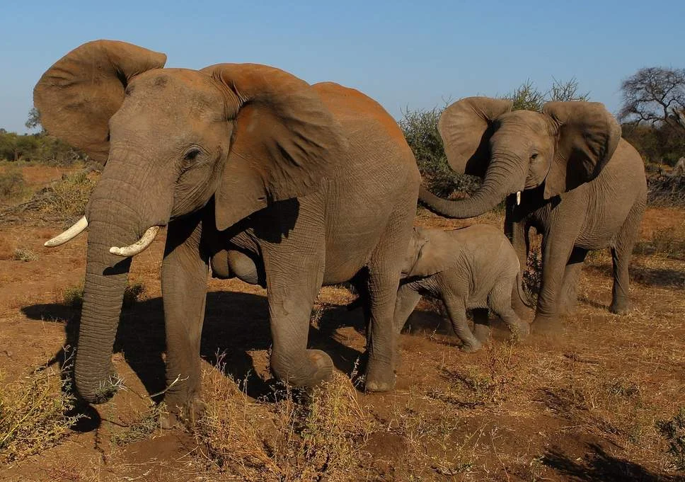 Botswana could lift hunting ban and let tourists shoot elephants. via The Indepedent London