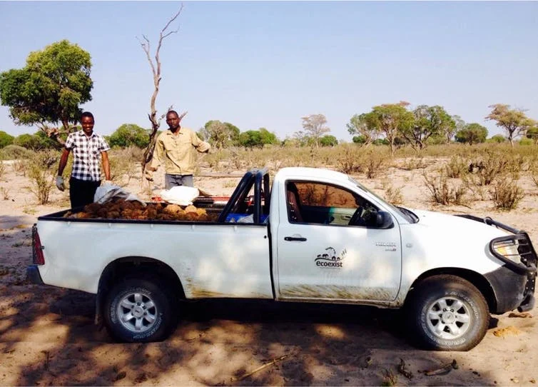 Dung delivery. Rocio Pozo, Author provided