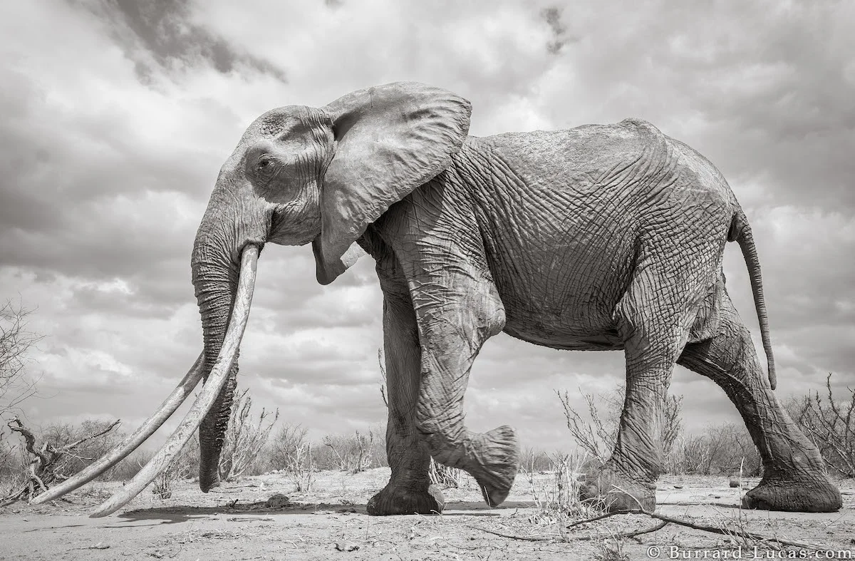 will-burrard-lucas-elephant-queen-land-of-giants-book- (3).jpg