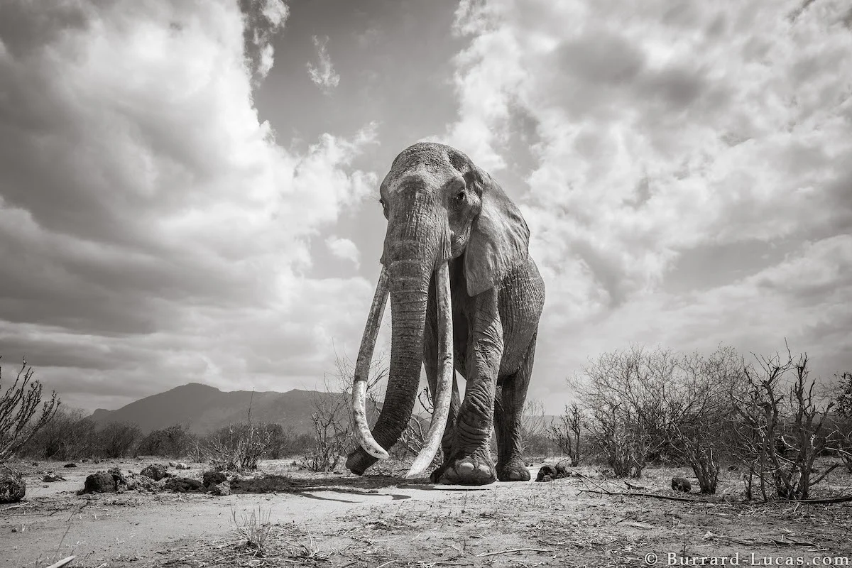 will-burrard-lucas-elephant-queen-land-of-giants-book- (7).jpg