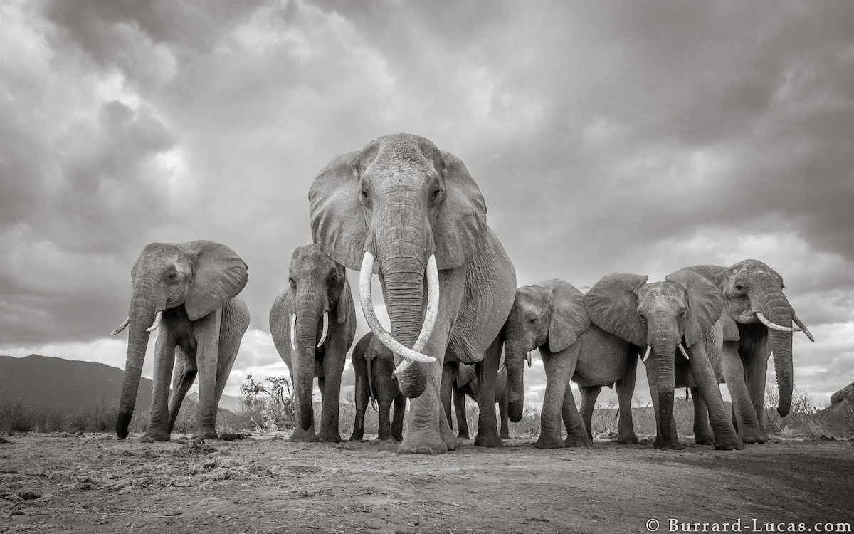 will-burrard-lucas-elephant-queen-land-of-giants-book- (12).jpg